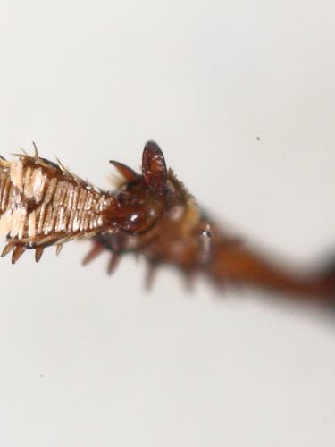 Amara aenea